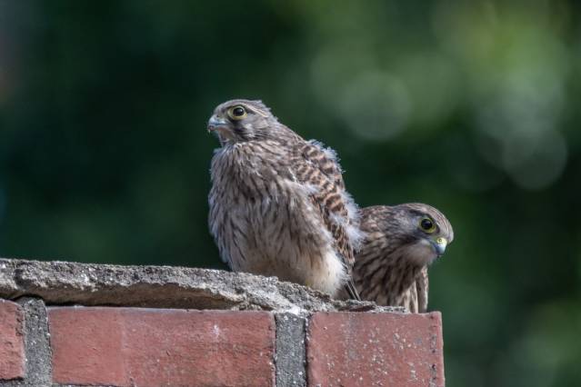 2 junge Falken auf den Turm